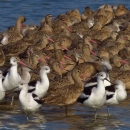 Avocets and godwits sitting on a spit at the Cedar Keys NWR