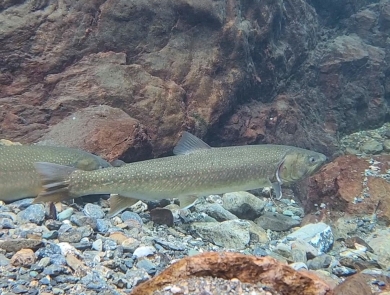 A fish facing right in clear water near a river bottom with rocks underneath and behind it.