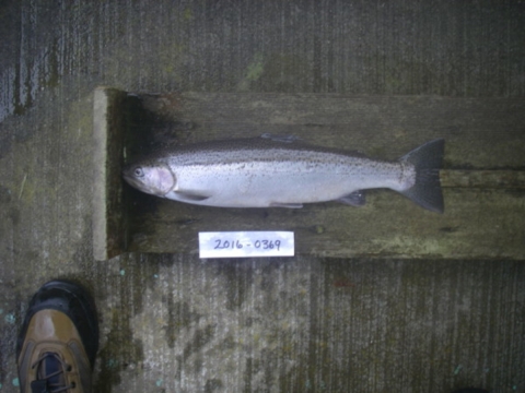 Why Do Adult Returns Differ at Two Nearby Steelhead Hatcheries?