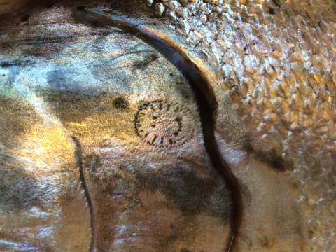 A close up of shiny salmon skin with a bite scar that looks like a happy face made of puncture holes with two eyes and a smile inside of a circle.