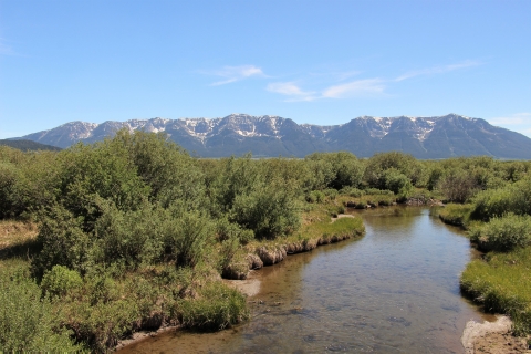 slow, shallow clear creek surrounded by willows with mountain range in background and blue skies