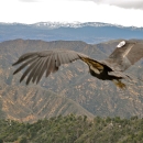 California Condor soaring over mountains