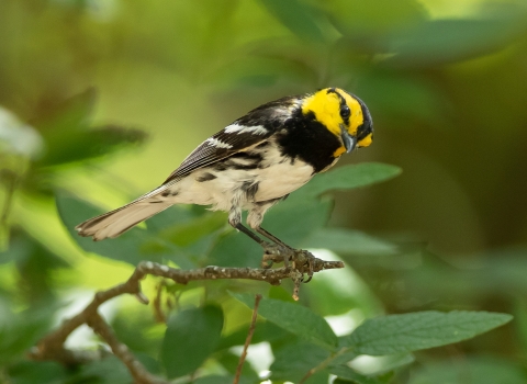 Golden-cheeked warbler
